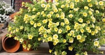 Выращивание цветов вида Нимезия из семян: от посадки до ухода Выращивание цветов вида Нимезия из семян: от посадки до ухода