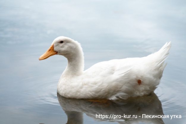 Пекинская утка — все о содержании и кормлении