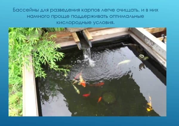 Как выращивать карпа в домашних условиях: разведение и содержание Как выращивать карпа в домашних условиях: разведение и содержание