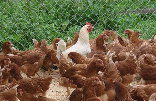 Кто такие куры Браун Ник?