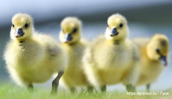 Сальмонеллез у гусей симптомы и лечение