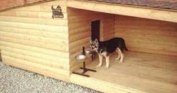 Как построить и обустроить курятник на 100 кур