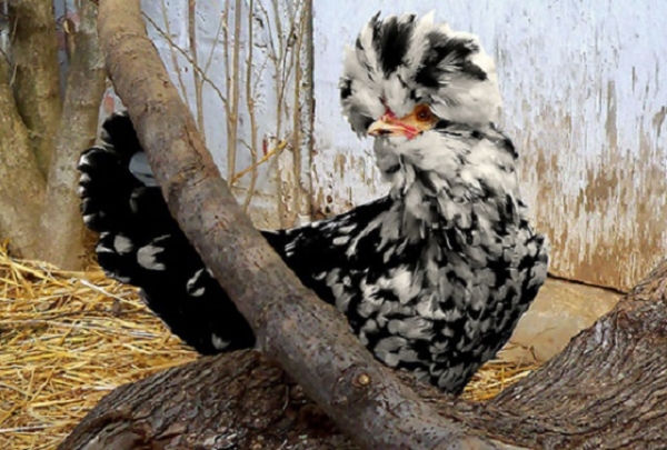 Гудан — интересные хохлатые курочки