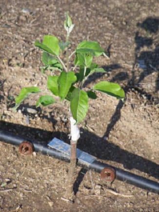 Хранение черенков яблони в домашних условиях до посадки