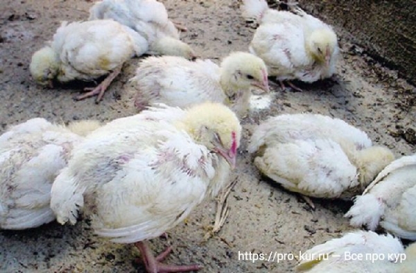 Болезни бройлеров — симптомы и лечение Болезни бройлеров — симптомы и лечение