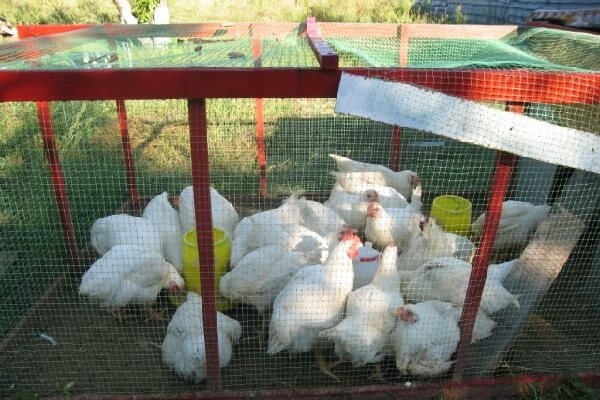 Несутся ли бройлерные куры в домашних условиях?