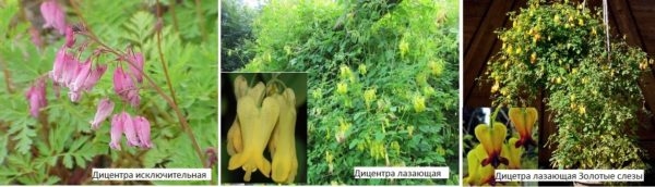 Какие цветы посадить на даче? Многолетние садовые цветы