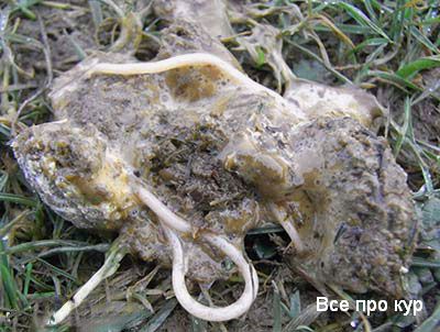 Глисты у гусей симптомы и лечение Глисты у гусей симптомы и лечение