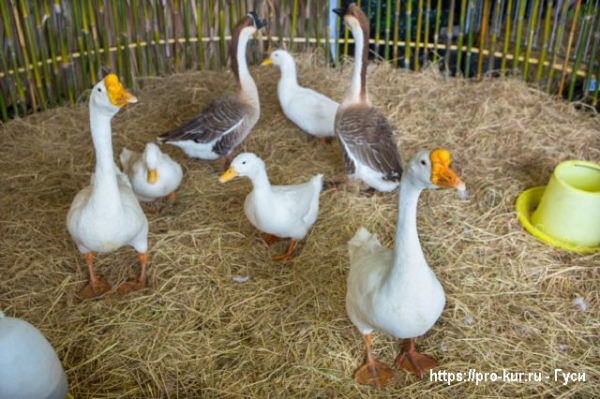 Вирусный энтерит у гусей