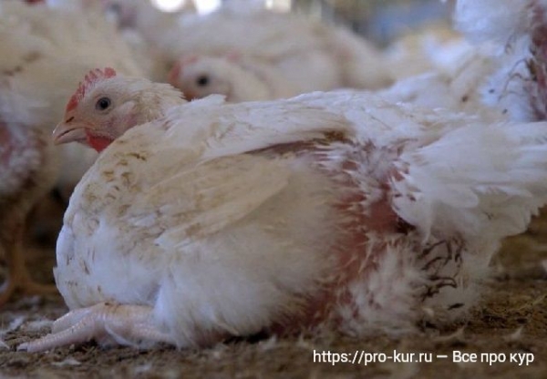 Болезни бройлеров — симптомы и лечение Болезни бройлеров — симптомы и лечение