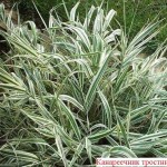 Как сделать пруд на даче, в саду, возле дома Как сделать пруд на даче, в саду, возле дома