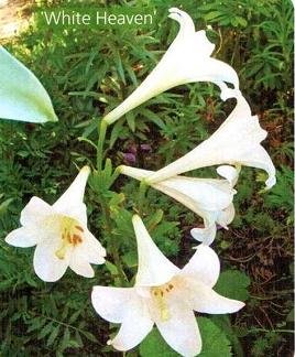 Лилии - описание, классификация сортов Лилии - описание, классификация сортов