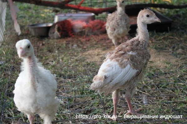 Особенности выращивания племенных индюшат
