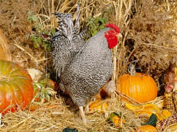 ТОП-15 элитных и редких пород кур ТОП-15 элитных и редких пород кур