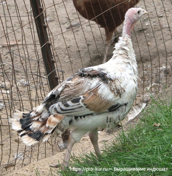 Особенности выращивания племенных индюшат