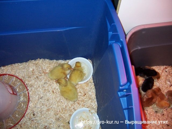Выращивание утят в домашних условиях для начинающих Выращивание утят в домашних условиях для начинающих