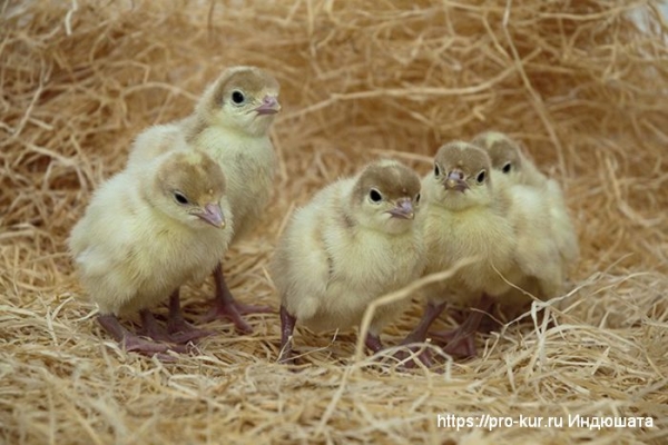 Чем кормить индюшат с первых дней жизни