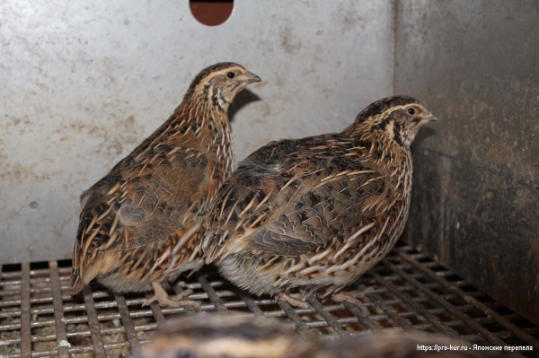 Как содержать японских перепелов? Как содержать японских перепелов?