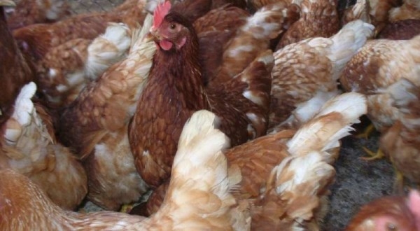 Знакомимся с курочками породы Иза Браун