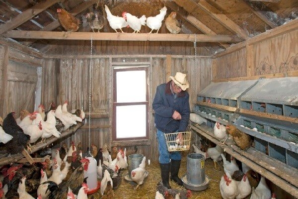 Разведение кур как бизнес на несушках и яйцах