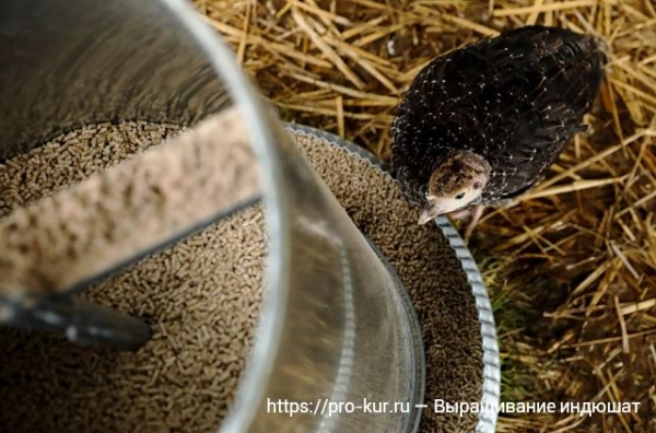 Выращивание индюшат в домашних условиях Выращивание индюшат в домашних условиях