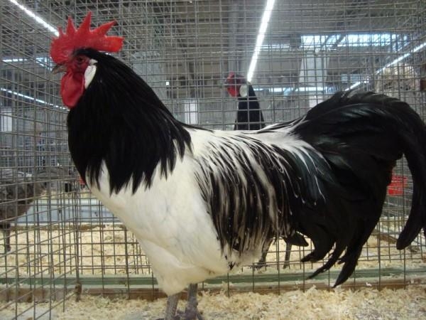 ТОП-15 элитных и редких пород кур ТОП-15 элитных и редких пород кур