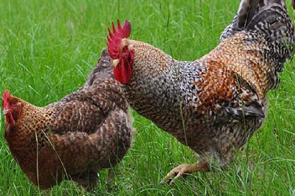 7 причин обзавестись курочками в этом году