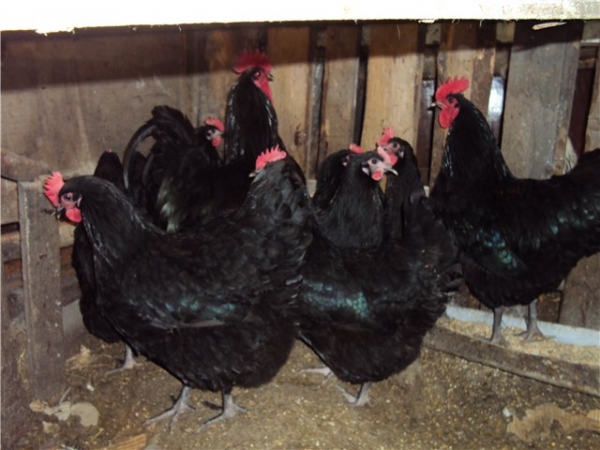 Австралорп — куры родом из страны кенгуру Австралорп — куры родом из страны кенгуру