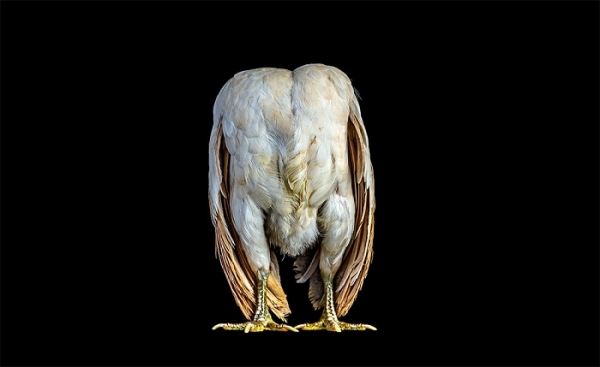 Куриный конкурс красоты фотографа Эрнеста Гох