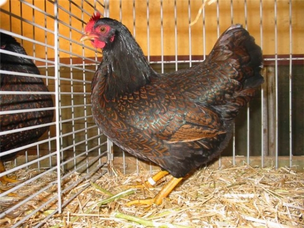 Кто такие курочки Барневельдер?