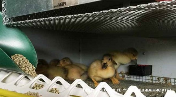 Выращивание утят в домашних условиях для начинающих Выращивание утят в домашних условиях для начинающих