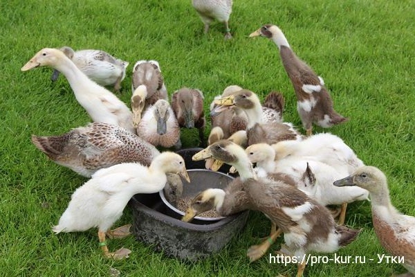 Корм для уток в домашних условиях Корм для уток в домашних условиях