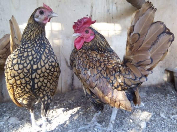 Сибрайт — курочки дивной красоты Сибрайт — курочки дивной красоты