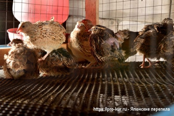 Как содержать японских перепелов? Как содержать японских перепелов?