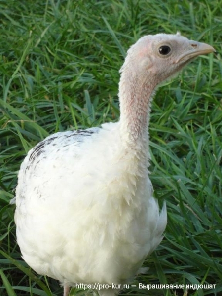 Выращивание индюшат в домашних условиях Выращивание индюшат в домашних условиях