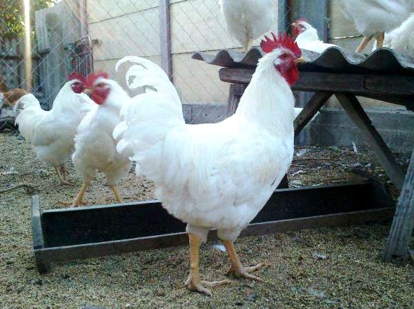 Знакомимся с курочками породы Геркулес