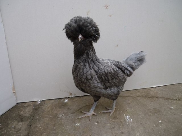 Все об итальянских гостьях — курах Падуанской породы Все об итальянских гостьях — курах Падуанской породы