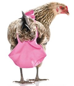 Куры в подгузниках фото и видео