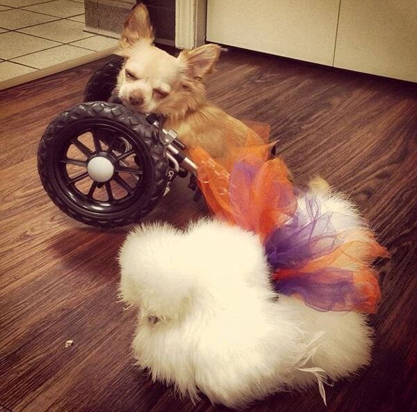 Дружба кур и цыплят с другими животными