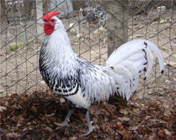 Все о курочках-красавицах Гамбургской породы Все о курочках-красавицах Гамбургской породы