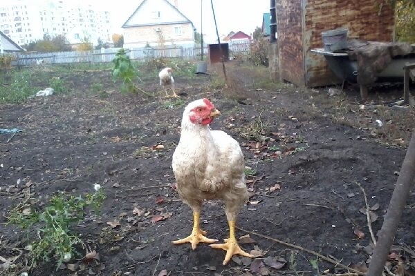 Несутся ли бройлерные куры в домашних условиях?