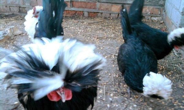 Давайте познакомимся с курами Голландская белохохлая Давайте познакомимся с курами Голландская белохохлая