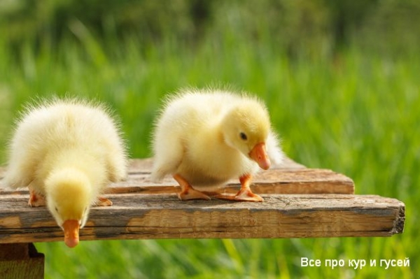 Как отличить гусынь от гусаков у маленьких гусят в раннем возрасте