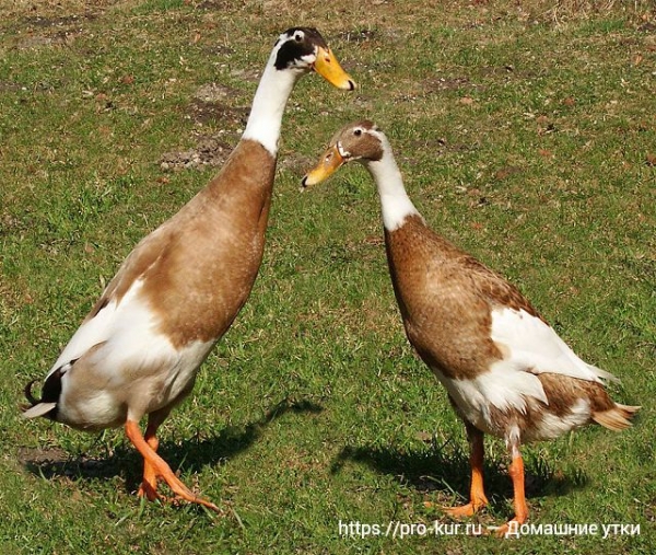 Домашние утки — общая информация Домашние утки — общая информация
