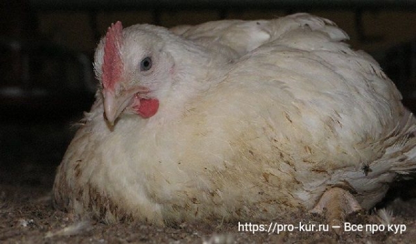 Болезни бройлеров — симптомы и лечение Болезни бройлеров — симптомы и лечение