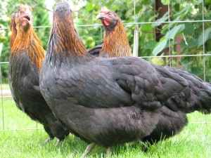 Золотые курочки Маран