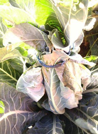 Хитрости выращивания цветной капусты.