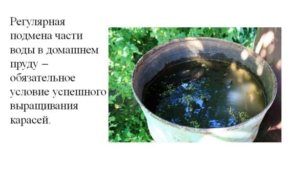 Как и чем кормить карасей в домашнем пруду?