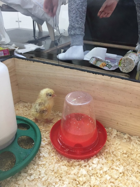 Мужчина-наседка – молодой француз высиживает яйца кур