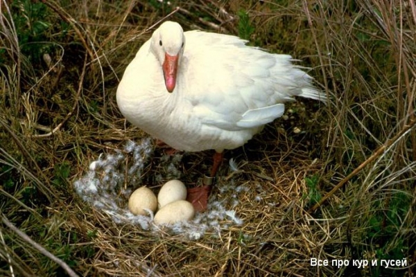 Почему гуси не несутся причины и решение проблем